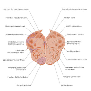 Medulla oblongata: Vagus nerve level (German)