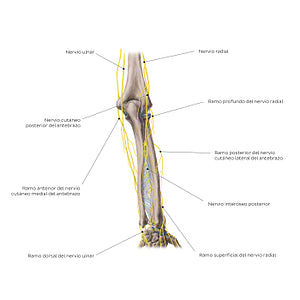 Nerves of the forearm: Posterior view (Spanish)