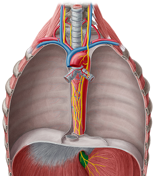 Abdominal part of esophagus (#7654)