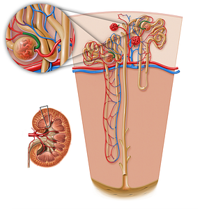 Efferent glomerular arteriole of renal corpuscle (#17205)