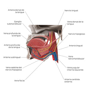 Neurovasculature of the tongue (Spanish)