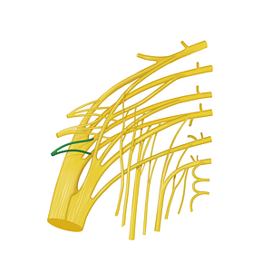 Nerve to piriformis muscle (#12766)