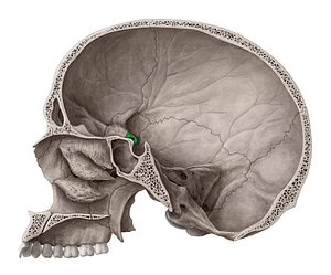 Anterior clinoid process of sphenoid bone (#8186)