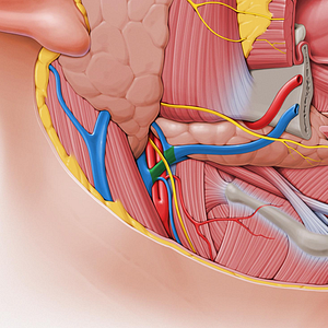 Common facial vein (#105)