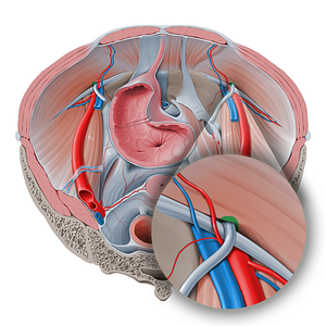 Deep inguinal ring (#677)