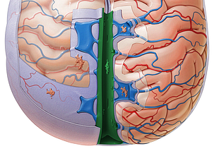 Superior sagittal sinus (#9048)