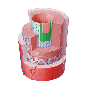 Subendothelium of artery (#16392)