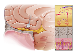 Olfactory cilia (#3638)
