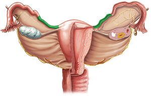 Isthmus of uterine tube (#4338)
