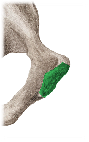 Symphyseal surface of pubis (#3555)