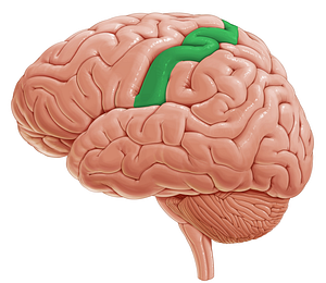 Postcentral gyrus (#4196)