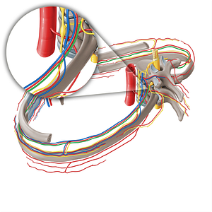 Intercostal nerve (#6236)