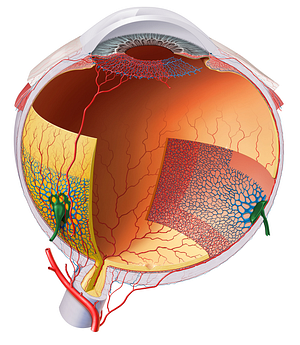 Vorticose veins (#10222)