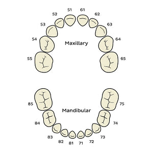 FDI/ISO System (deciduous teeth) (English)