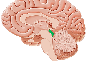 Tectum of midbrain (#4425)