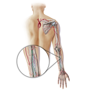 Interosseous arteries of forearm (#19345)