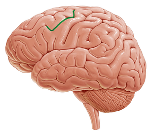 Precentral sulcus (#9306)