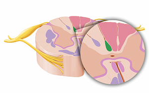 Septomarginal fasciculus (#12060)
