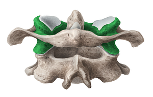 Lateral mass of atlas (#4965)