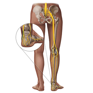 Medial plantar nerve (#18285)