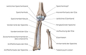Radius and ulna (German)