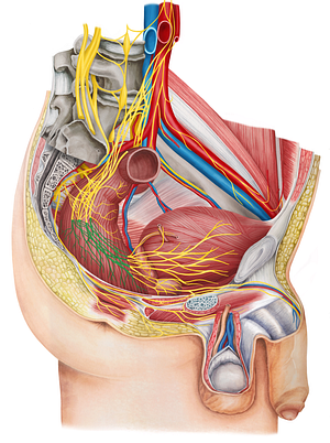 Inferior anorectal plexus (#8030)