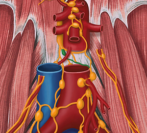 Left lumbar lymphatic trunk (#9629)