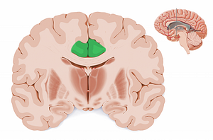 Cingulate gyrus (#11867)