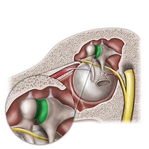 Incudomallear joint (#20574)