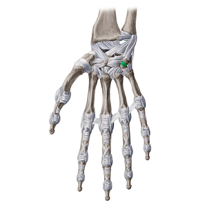 Pisohamate ligament (#20967)