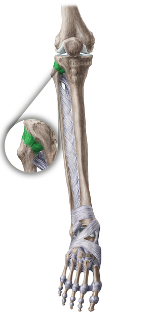 Anterior ligament of head of fibula (#4481)