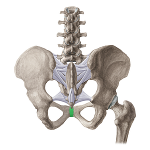 Posterior pubic ligament (#21520)