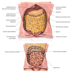 Greater omentum (Latin)