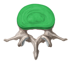 Intervertebral disc (#3271)