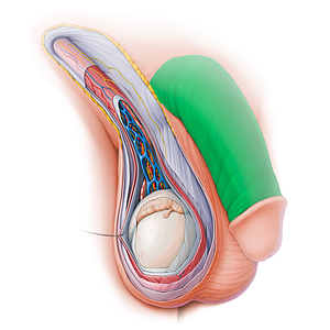 Body of penis (#15146)