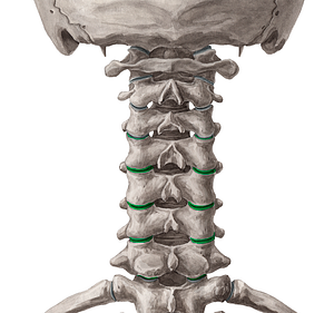 Articular processes of vertebrae C4-C7 (#8164)