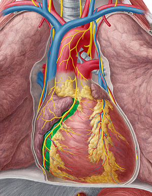 Coronary sulcus (#9250)