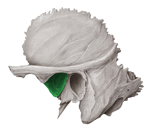 Mandibular fossa of temporal bone (#3864)