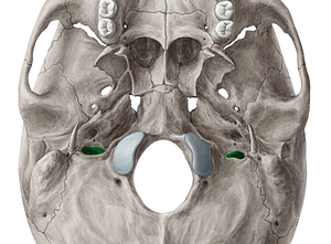 Jugular foramen (#3741)