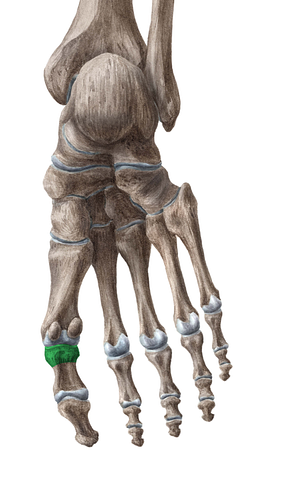 Base of proximal phalanx of great toe (#2192)