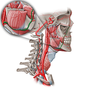 Facial artery (#1242)