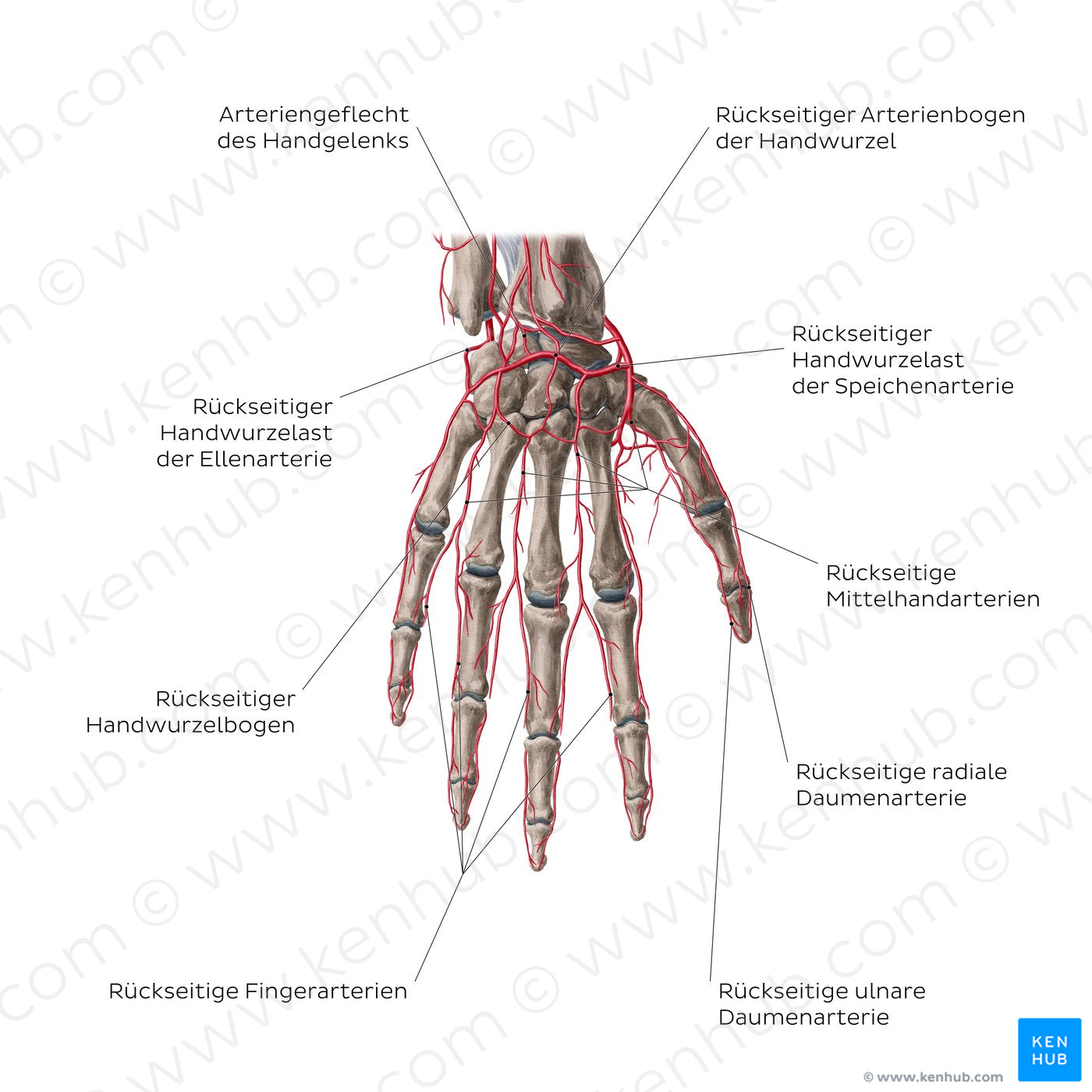 arteries of hand kenhub