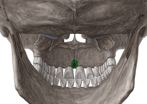 Incisive foramen (#3731)