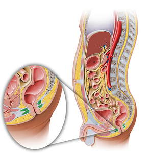 External anal sphincter (#5971)