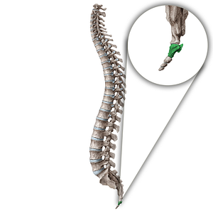 Vertebra Co1 (#18197)