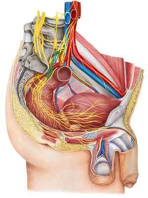 Right hypogastric nerve (#6451)
