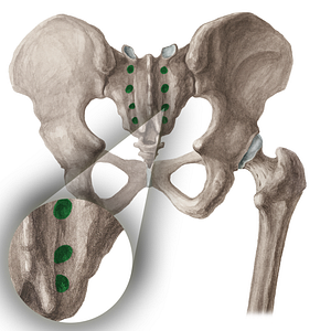 Posterior sacral foramina (#16037)