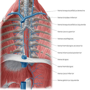 Veins of the posterior thoracic wall (Spanish)
