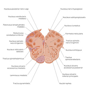 Medulla oblongata: Vagus nerve level (Latin)