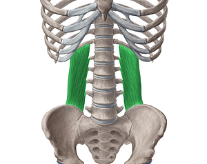 Quadratus lumborum muscle (#5814)